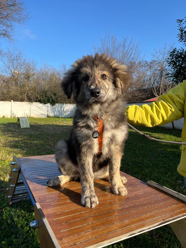 PAUL NEWMAN CUCCIOLO Foto 4